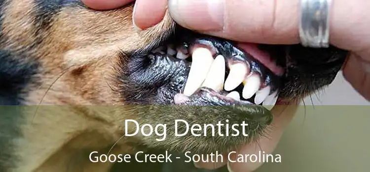 Dog Dentist Goose Creek - South Carolina