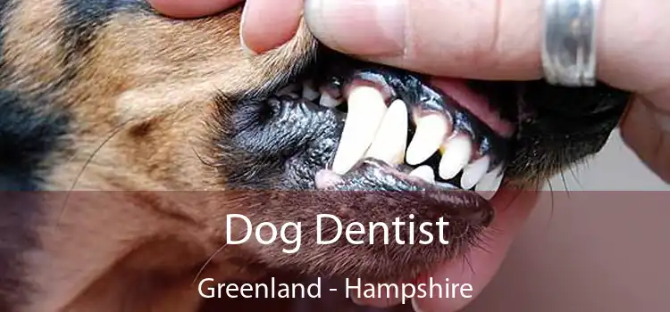 Dog Dentist Greenland - Hampshire