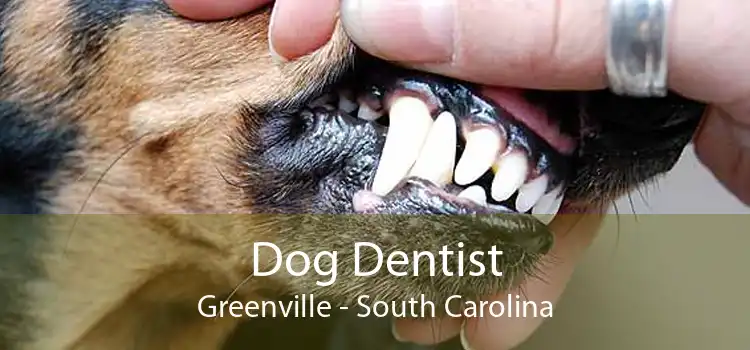 Dog Dentist Greenville - South Carolina