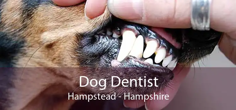 Dog Dentist Hampstead - Hampshire