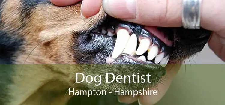 Dog Dentist Hampton - Hampshire