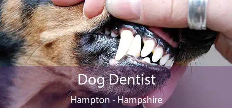 Dog Dentist Hampton - Hampshire