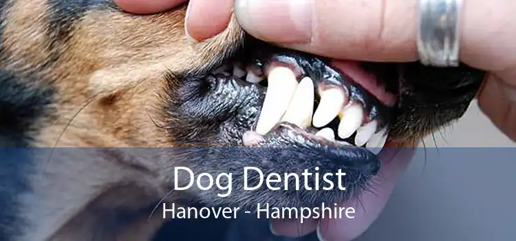 Dog Dentist Hanover - Hampshire