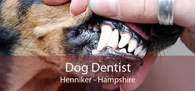 Dog Dentist Henniker - Hampshire