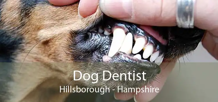 Dog Dentist Hillsborough - Hampshire