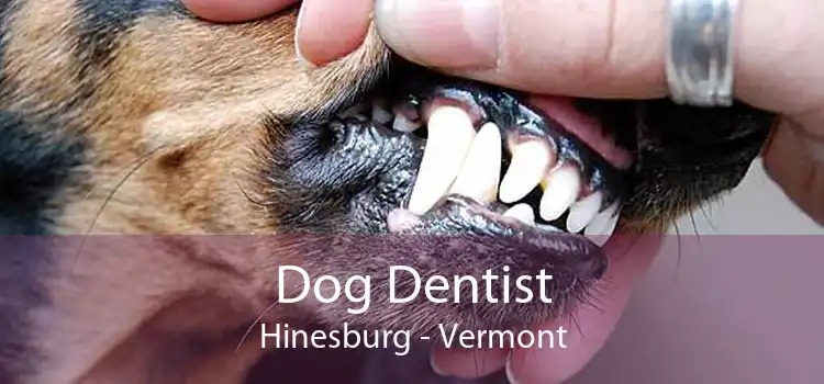 Dog Dentist Hinesburg - Vermont