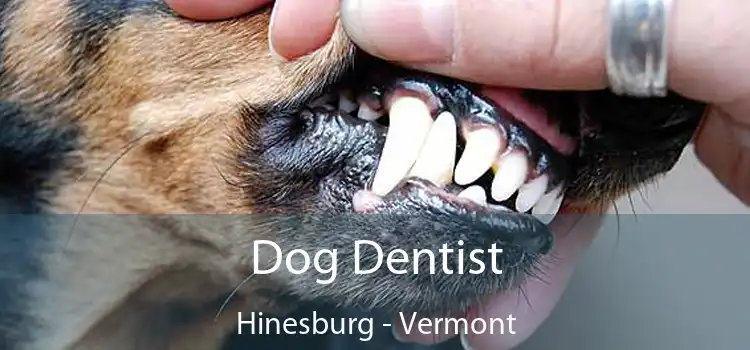 Dog Dentist Hinesburg - Vermont