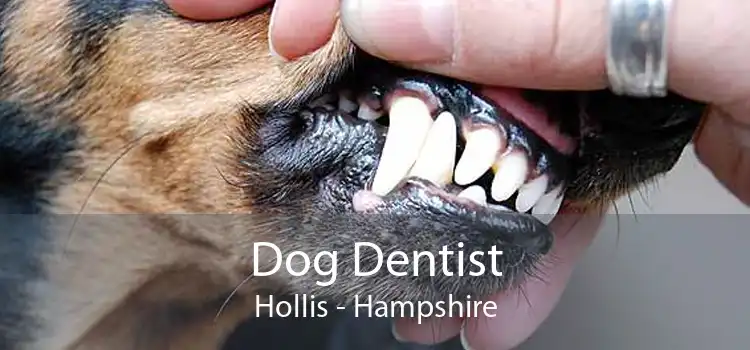 Dog Dentist Hollis - Hampshire