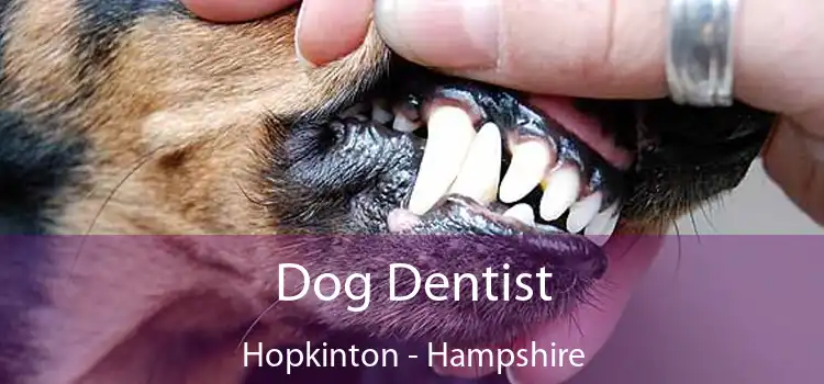 Dog Dentist Hopkinton - Hampshire