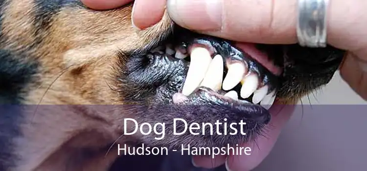 Dog Dentist Hudson - Hampshire