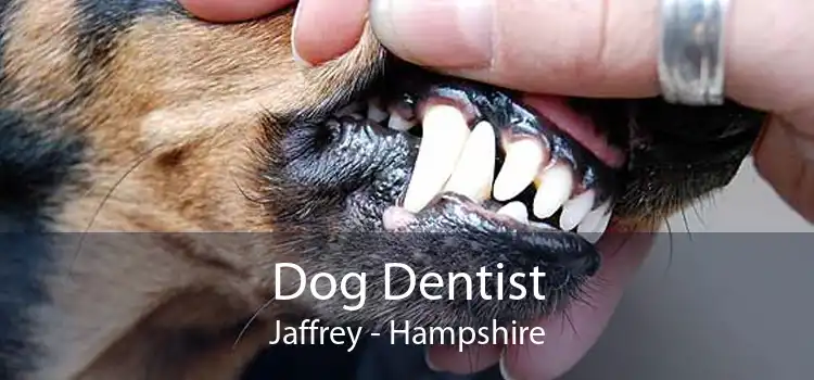 Dog Dentist Jaffrey - Hampshire