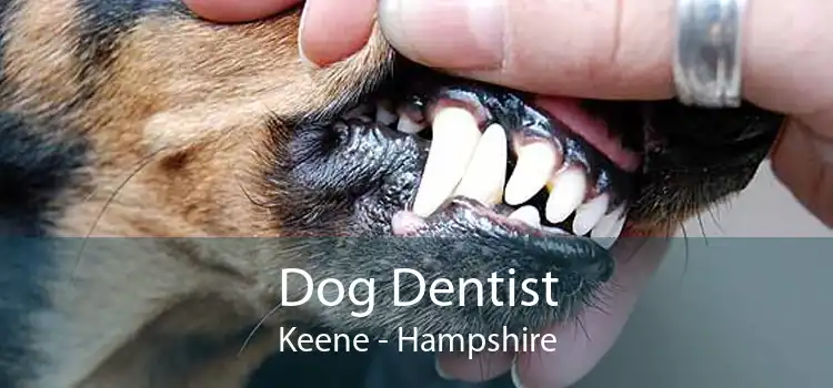 Dog Dentist Keene - Hampshire