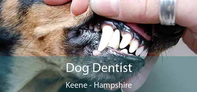 Dog Dentist Keene - Hampshire