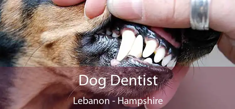 Dog Dentist Lebanon - Hampshire