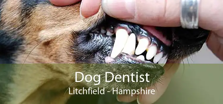 Dog Dentist Litchfield - Hampshire