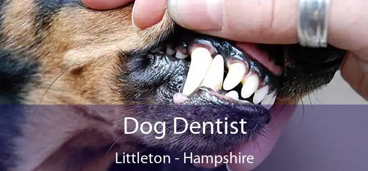 Dog Dentist Littleton - Hampshire