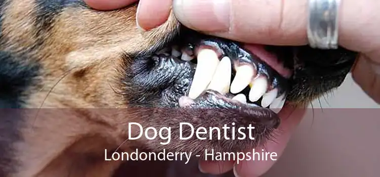 Dog Dentist Londonderry - Hampshire