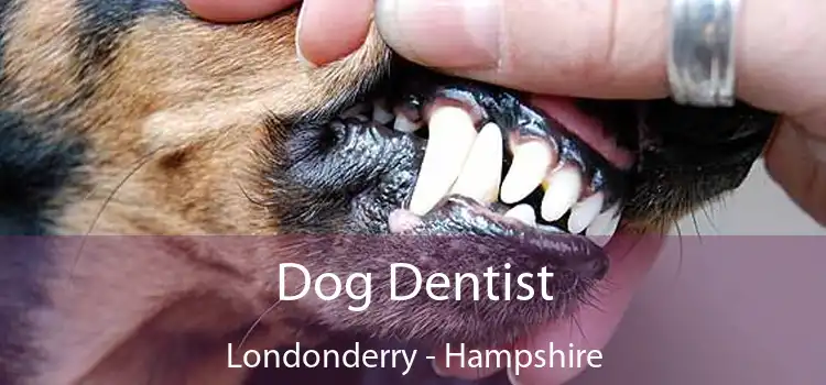 Dog Dentist Londonderry - Hampshire