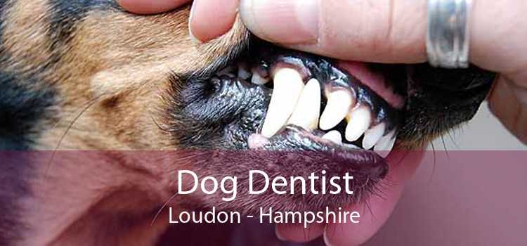 Dog Dentist Loudon - Hampshire