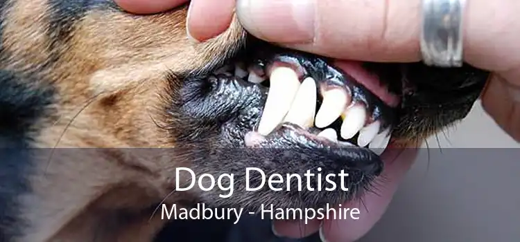Dog Dentist Madbury - Hampshire