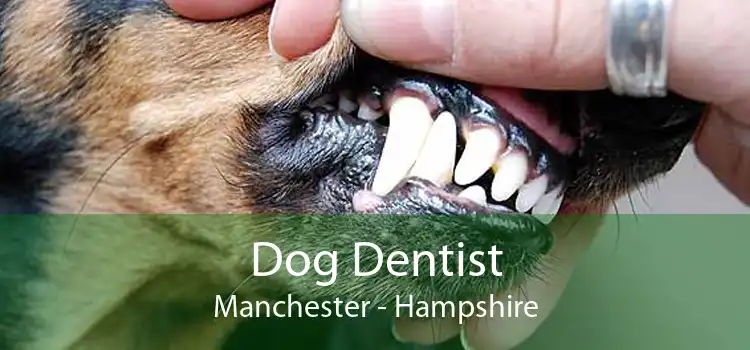 Dog Dentist Manchester - Hampshire