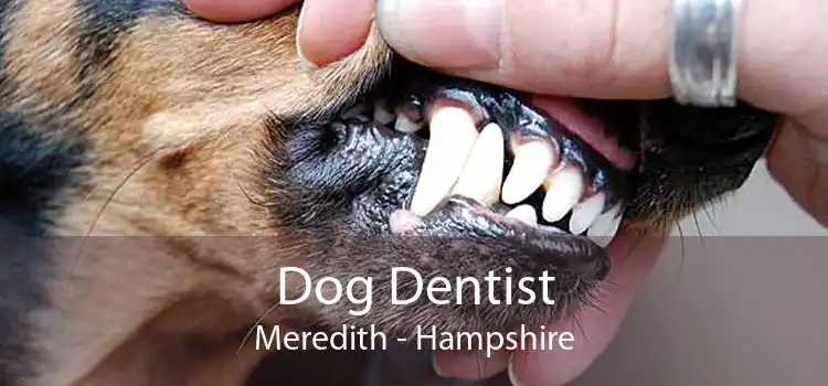 Dog Dentist Meredith - Hampshire