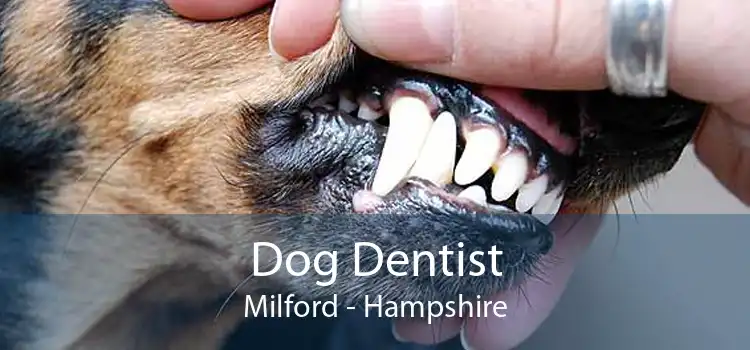 Dog Dentist Milford - Hampshire