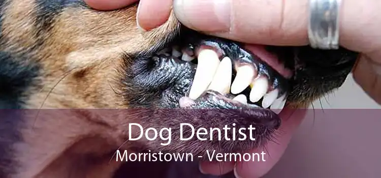 Dog Dentist Morristown - Vermont