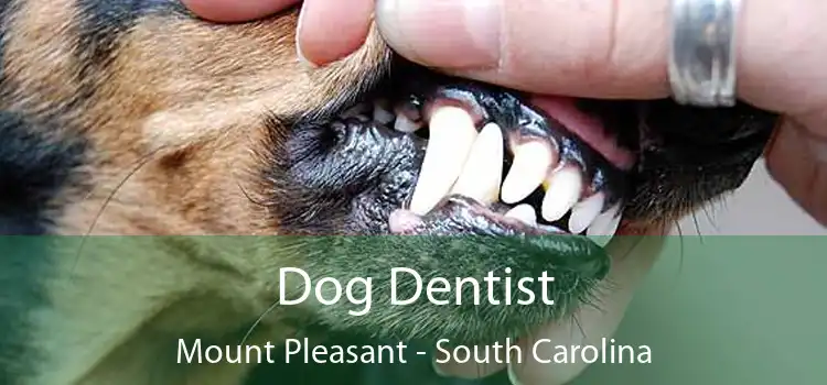 Dog Dentist Mount Pleasant - South Carolina