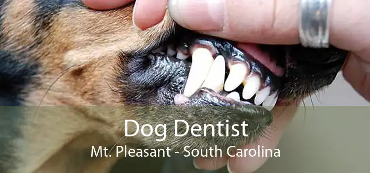 Dog Dentist Mt. Pleasant - South Carolina