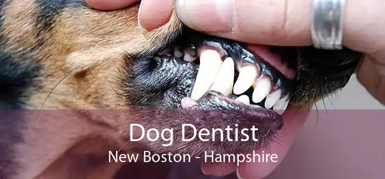 Dog Dentist New Boston - Hampshire