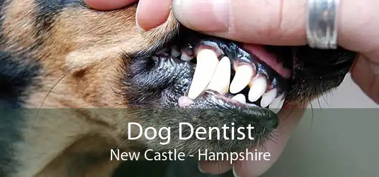Dog Dentist New Castle - Hampshire