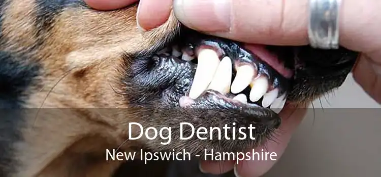 Dog Dentist New Ipswich - Hampshire