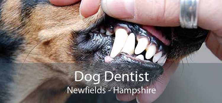 Dog Dentist Newfields - Hampshire