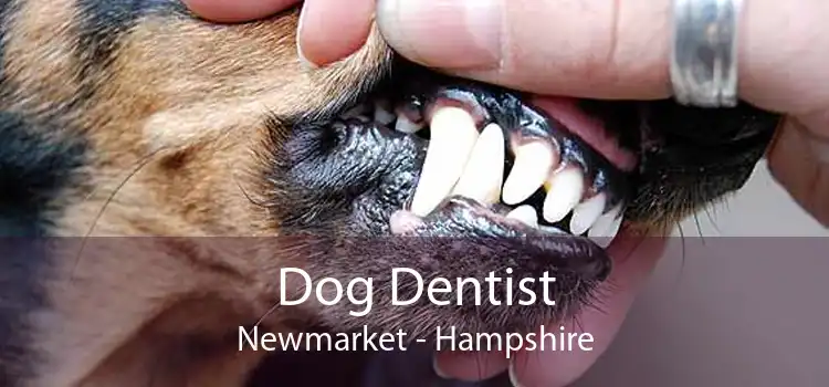 Dog Dentist Newmarket - Hampshire