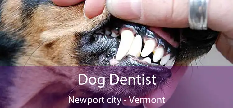 Dog Dentist Newport city - Vermont