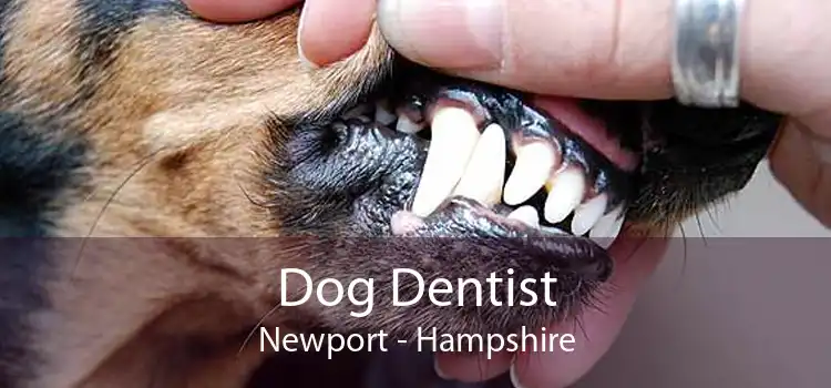 Dog Dentist Newport - Hampshire