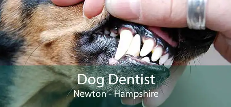 Dog Dentist Newton - Hampshire