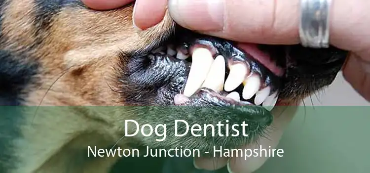 Dog Dentist Newton Junction - Hampshire
