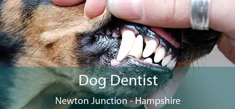 Dog Dentist Newton Junction - Hampshire