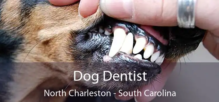 Dog Dentist North Charleston - South Carolina