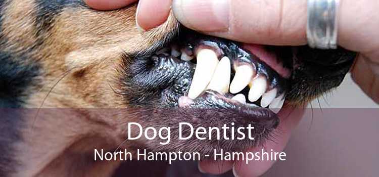 Dog Dentist North Hampton - Hampshire