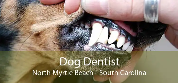 Dog Dentist North Myrtle Beach - South Carolina