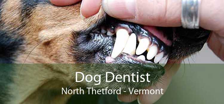 Dog Dentist North Thetford - Vermont