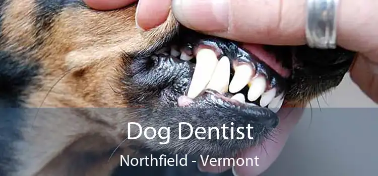 Dog Dentist Northfield - Vermont