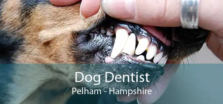 Dog Dentist Pelham - Hampshire