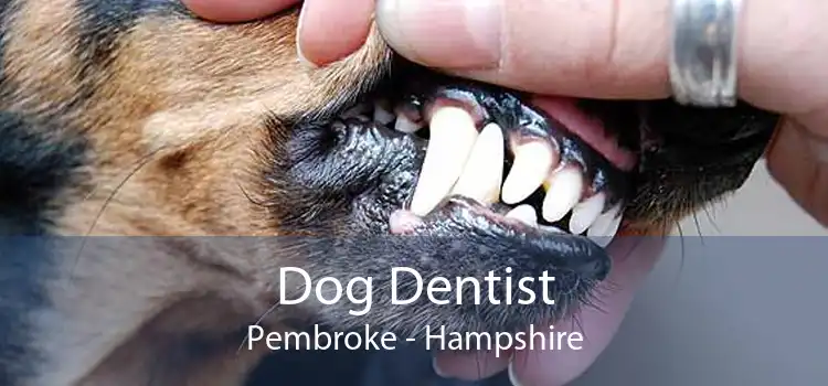 Dog Dentist Pembroke - Hampshire