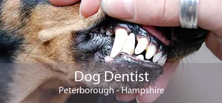 Dog Dentist Peterborough - Hampshire