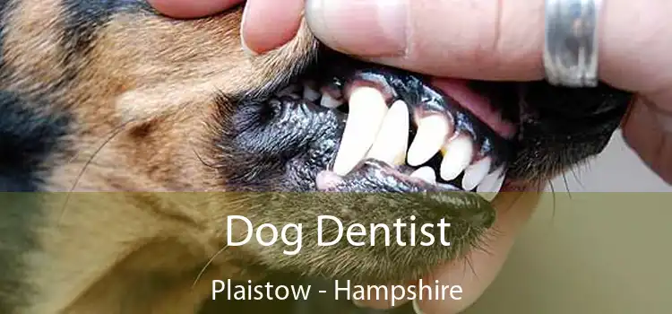 Dog Dentist Plaistow - Hampshire