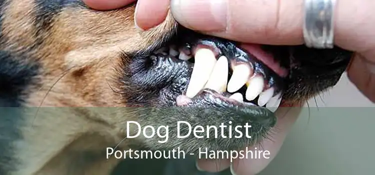 Dog Dentist Portsmouth - Hampshire